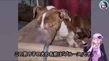 犬は深く傷つけられ、何日も誰からも助けられず、ただ横たわっていました　The dog was seriously injured and lay there for days without help.