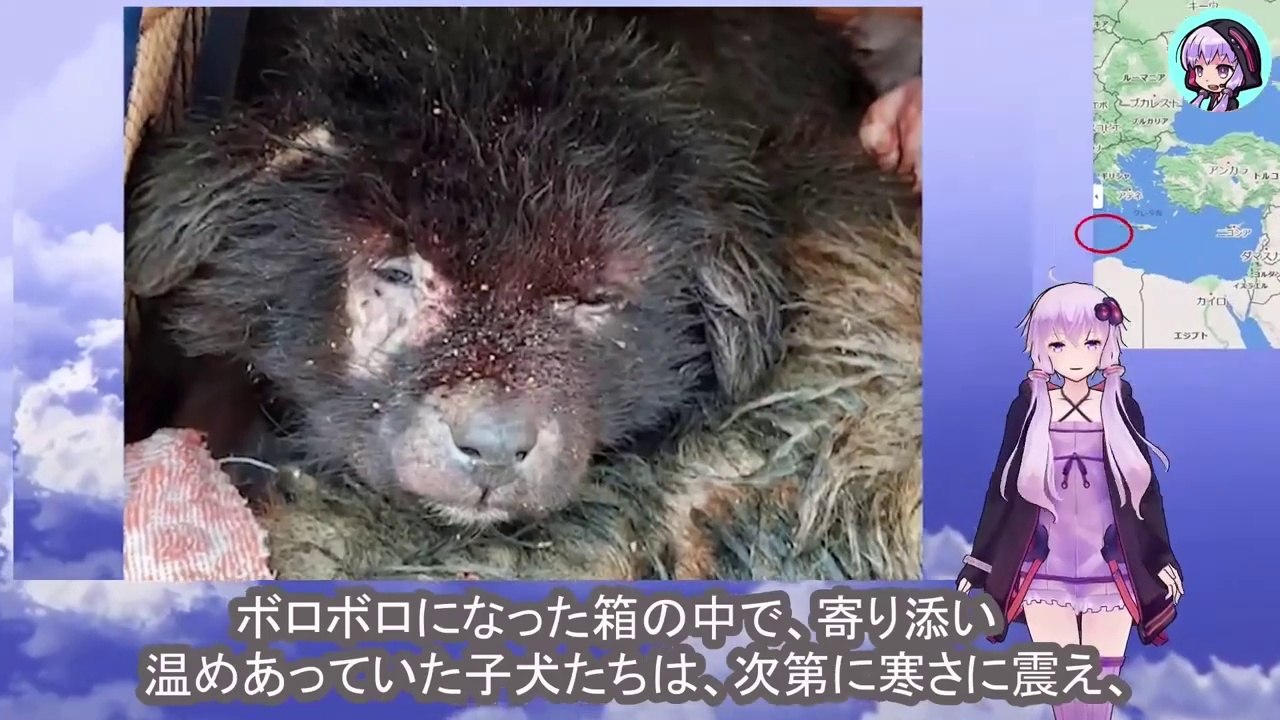 肌を刺すような寒さの中、兄弟の為に助けを求め、叫ぶ子犬を見ても、立ち止まる人間はいませんでした　No one stopped to help the puppy in the biting cold, crying out for his sibling.