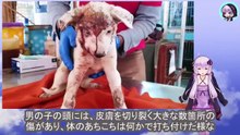 全身、血まみれのまま、丸くうずくまった子犬は痛みと恐怖で体を震わせ続けていました　The puppy was covered in blood and curled up in a ball, trembling with pain and fear.