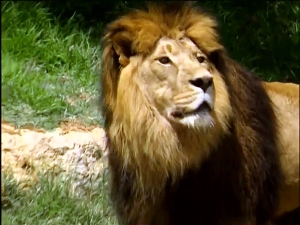 Animal X- elefantes assassinos, leões bíblicos e pé grande australiano (dublado)