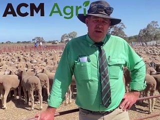 Lameroo blue ribbon-offshears sale | Stock Journal