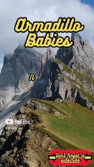 Animal Facts        Armadillo Babies          #shorts