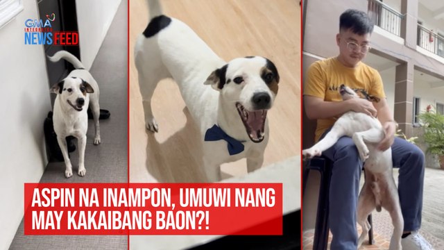 Aspin na inampon, umuwi nang may kakaibang baon?! | GMA Integrated Newsfeed