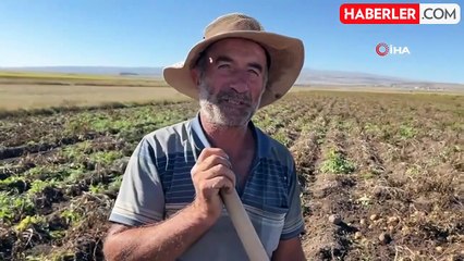 Arpaçay'da Kışlık Patates Hasadı Başladı