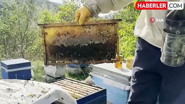 Bitlis Karakovan Balı Hasadına Başlandı