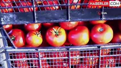 Yüksek Sebze Fiyatlarına Çözüm: Erciş'te Tarladan Satış Başladı