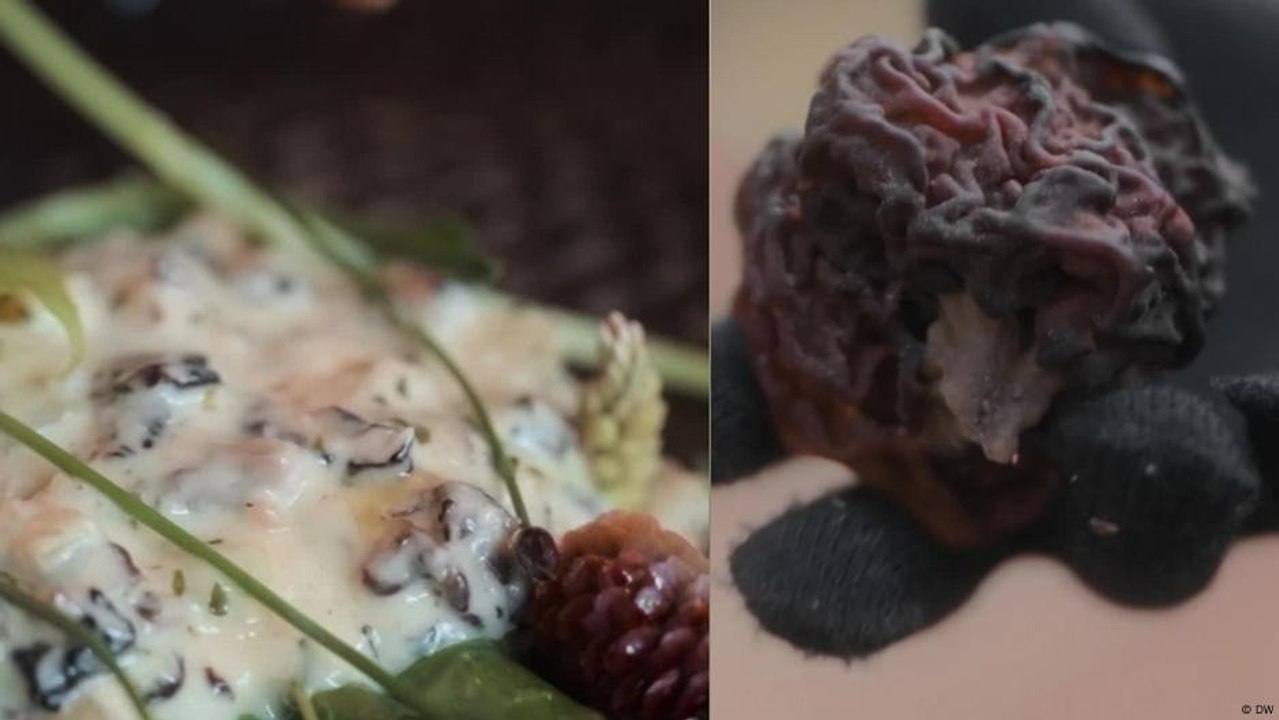 فطر سام في طبق فنلندي شعبي