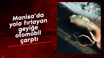 Manisa’da yola fırlayan geyiğe otomobil çarptı