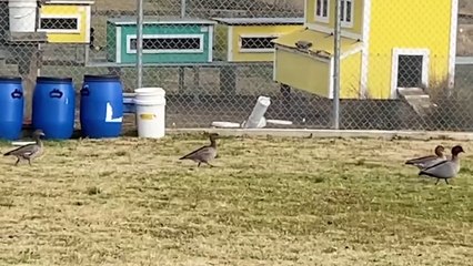 On-farm avian flu preparedness