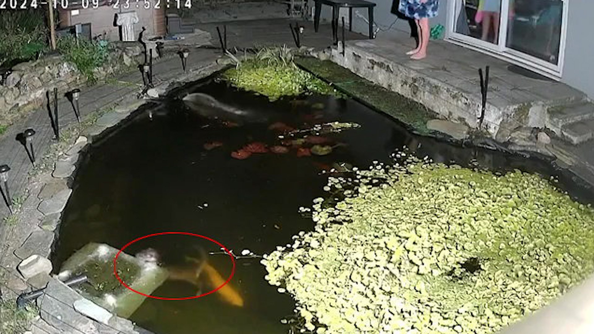 ⁣Residents in UK town 'terrorised' by 'killer' otters breaking into gardens