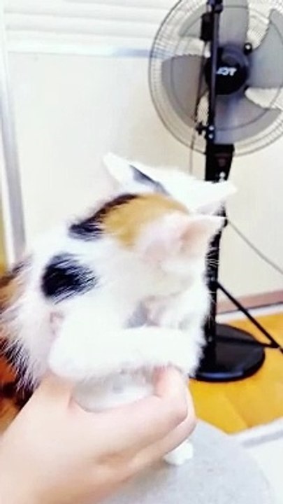 Cute cats