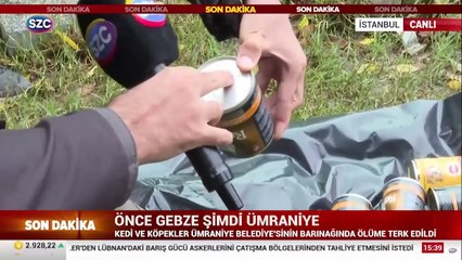 Gebze'den sonra Ümraniye'de de hayvan katliamı