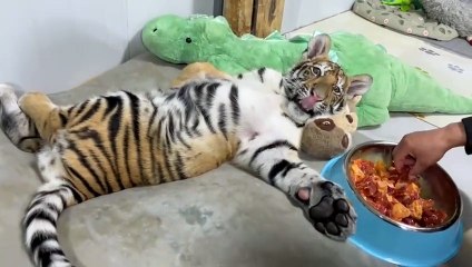 Majestic Tiger Dining and Royal Resting