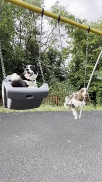 Dogs Enjoy Swinging on Swing