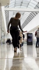 Download Video: Dog Performs Small Dance Trick in Mall