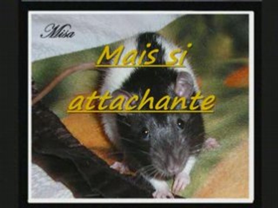 Mes rats