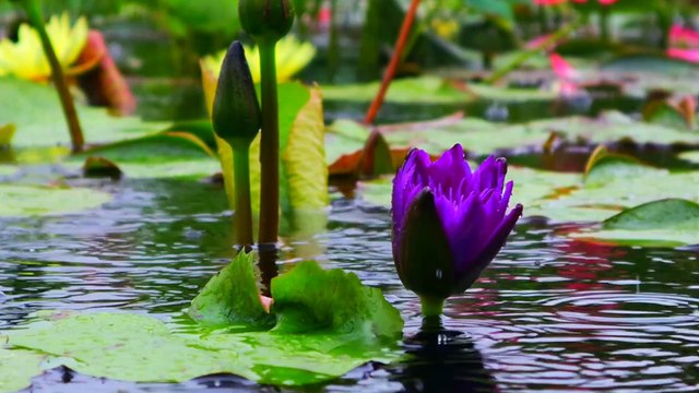 Âm nhạc thư giãn trị liệu với cảnh đẹp nhân gian - Nhạc thiền sâu lắng thư thái thân tâm