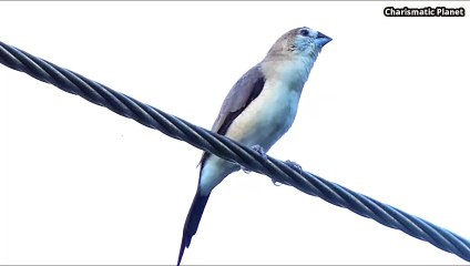 Indian Silverbill: small, sparrow-like bird native to the Indian subcontinent.