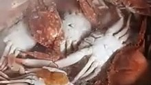 crab