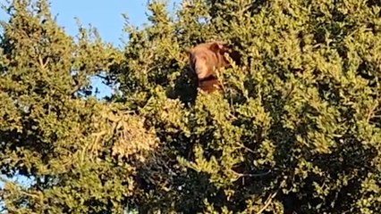 Massive bear spotted atop tree feasting on acorns