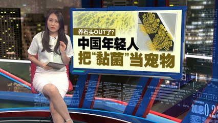 中国年轻人热衷养黏菌，继“宠物石头”后掀起新宠风潮🦠