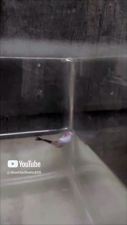 BETTA Siamese fighter fish loves ❤ sticking to glass #colorfishsns895