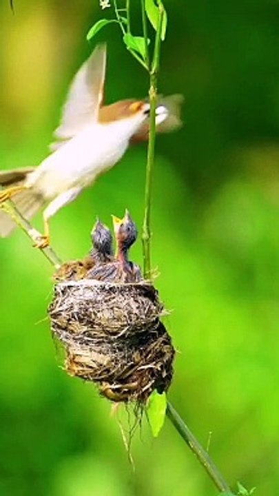Birds Feeding