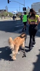 Golden Retriever Wants to Run Marathon With Owner