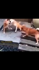 "Fetch Fails: When Dogs Just Can’t Catch!"