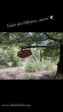 Colle de l’Olivier , site naturel privé. Sauvegarde et réhabilitation des Oliviers des Gorges ️