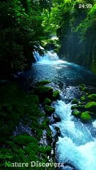 Nature Sounds ♬♬ || Nature Discovers.......#shorts #naturesounds #natureshorts @naturediscovers