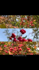 Les couleurs de l’automne  www.colledelolivier.org