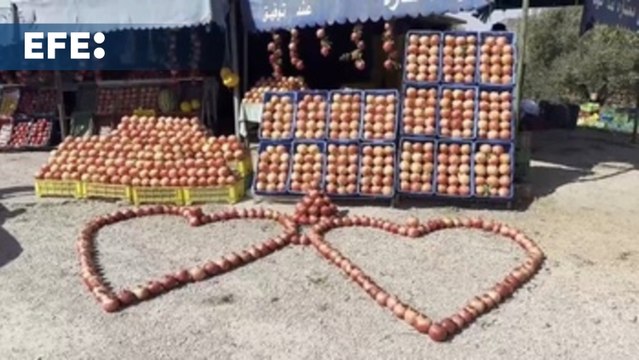 Comienza la campaña de cosecha de granadas en Túnez a pesar de la sequía