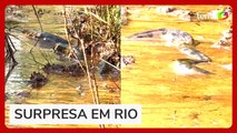 Turista flagra cobra gigante em rio de Goiás