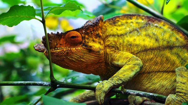 Jaw Dropping HDR 4K 60fps Dolby Vision (4K Video) #4k #hdr