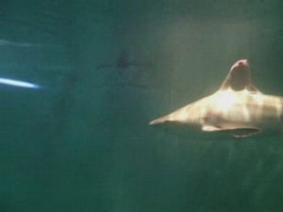 Kavanaquarium