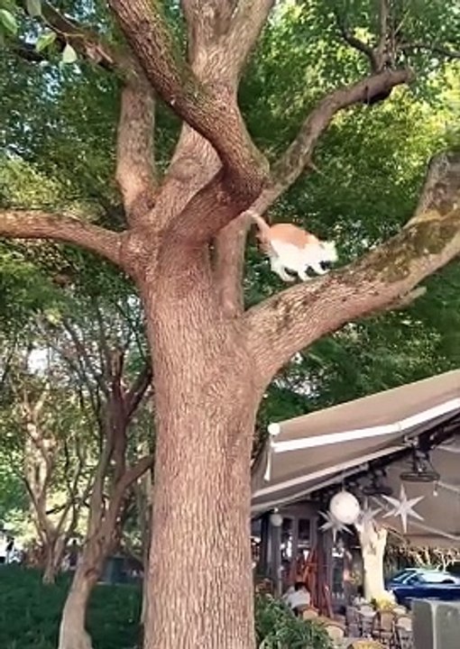 Funniest animals | cute animals | #animals #cuteanimals #funniestanimals