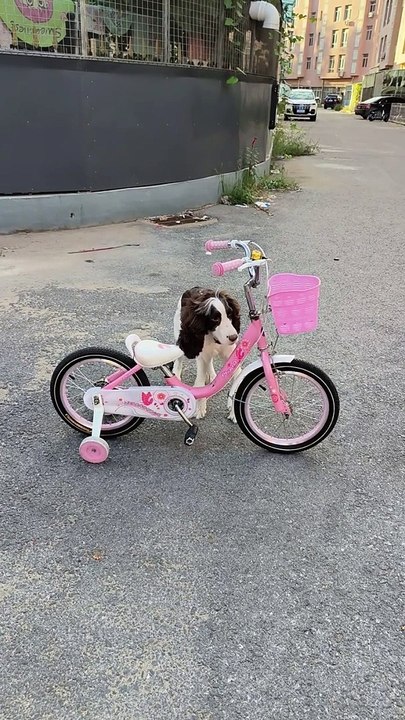 Funny animal