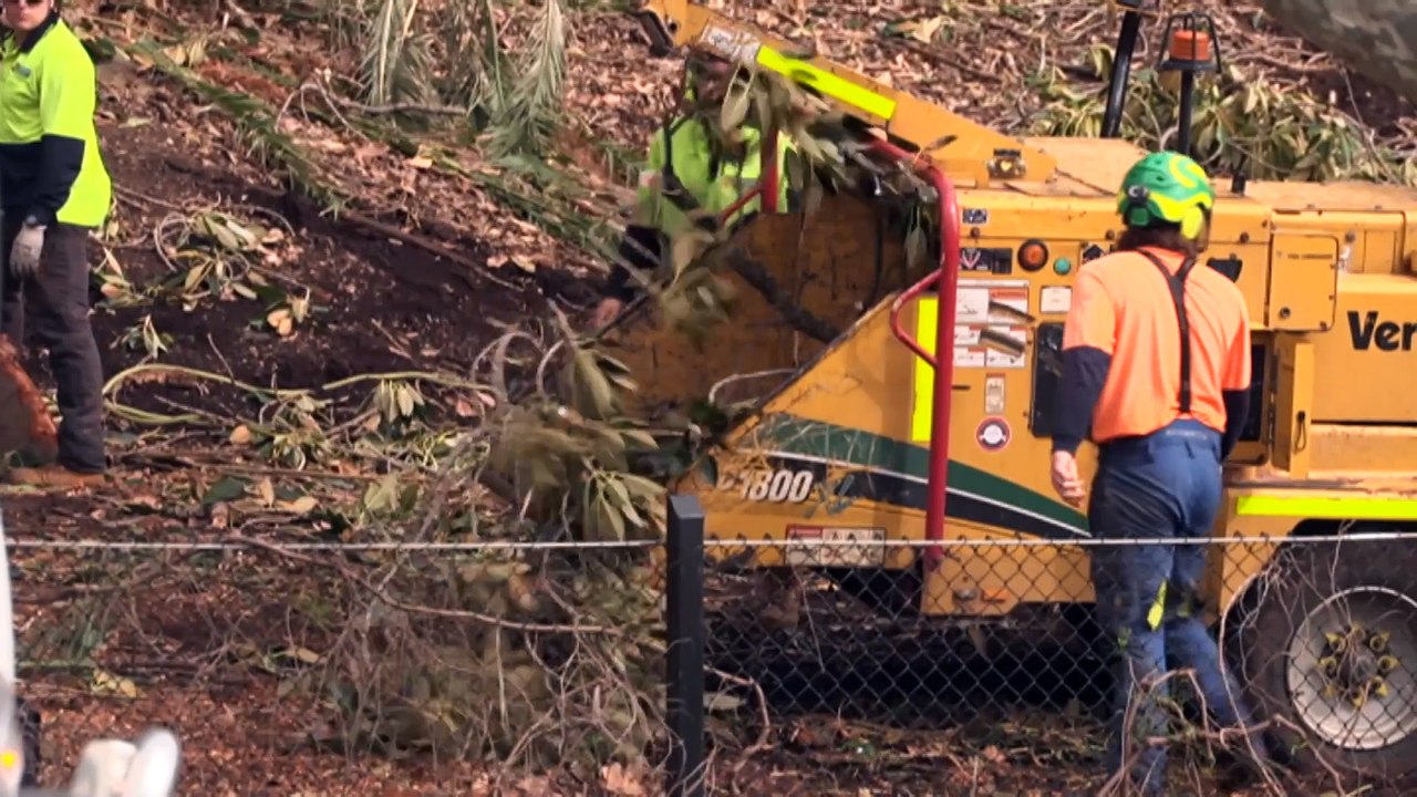 Trees cut down across Perth in attempt to eradicate shot-hole borer