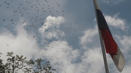 Aves migratorias cruzan los cielos de Panamá
