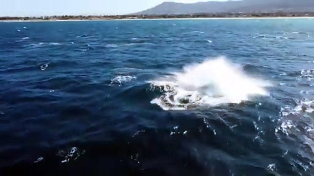 Whales frolicking near Woonona/ October 13, 2024/ Illawarra Mercury