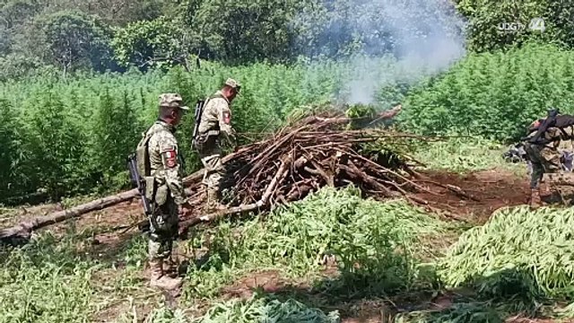 Militares localizan y destruyen plantío de 40 mil plantas de marihuana en el municipio de Mascota