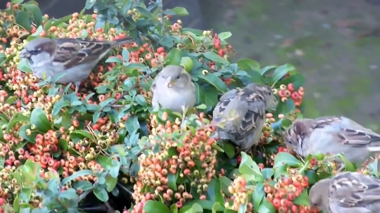 Chant des Oiseaux