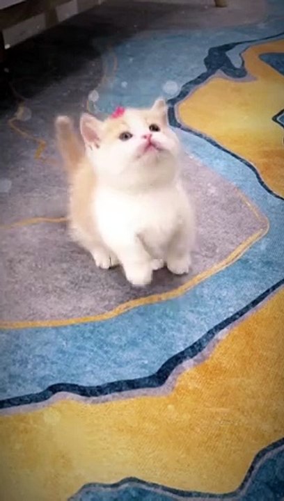 Cute Little Baby Kitten #reel #babykitten #cuteanimals