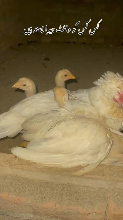 White Heera Breed #birds #foryou #foryoupage #pet #birdsoftiktok #viral #chick #chicken #petlover #birdsofinstagram #whitemurgh #pets #capcut #aseel #rayanpetszone #nationalbird #rayan #Birds #CapCut #petsoftiktok
