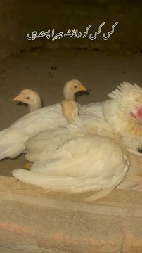White Heera Breed #birds #foryou #foryoupage #pet #birdsoftiktok #viral #chick #chicken #petlover #birdsofinstagram #whitemurgh #pets #capcut #aseel #rayanpetszone #nationalbird #rayan #Birds #CapCut #petsoftiktok