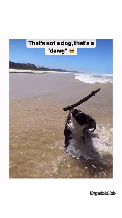 Funny Videos