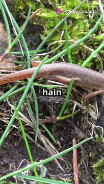 Here are a few title suggestions for your newt description: 1. ** The Enigmatic World of Newts: Nature’s Colorful Regenerators ** 2. ** Newts: Masters of Regeneration and Adaptation ** 3. ** Discovering Newts: Amphibians with a Splash of Color ** 4. ** N