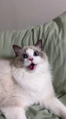 Most hilarious CATS that will make you LAUGH!