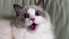 Most hilarious CATS that will make you LAUGH!